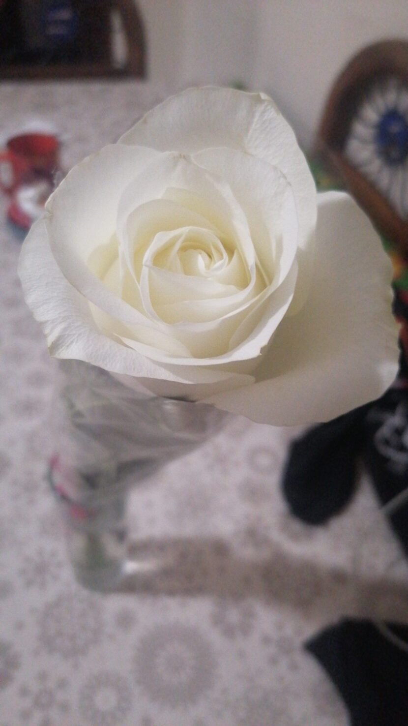 Flores para ti IMG-20240103-WA0011