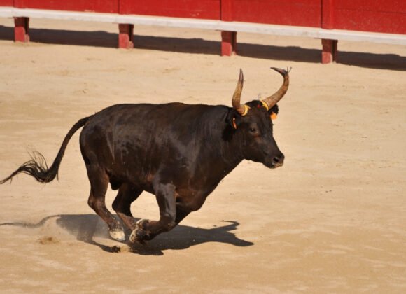 toro-negro-corriendo-arena