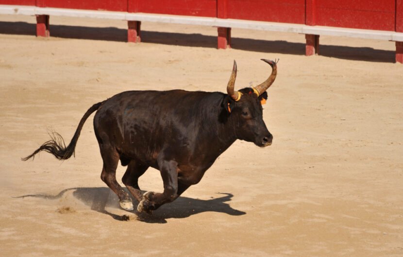 toro-negro-corriendo-arena