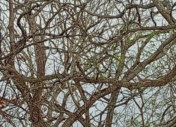 {"capture_mode":"AutoModule","faces":[]}