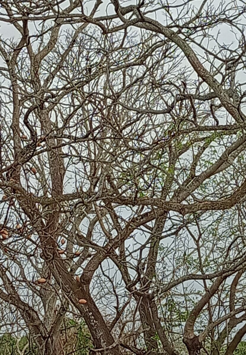 {"capture_mode":"AutoModule","faces":[]}