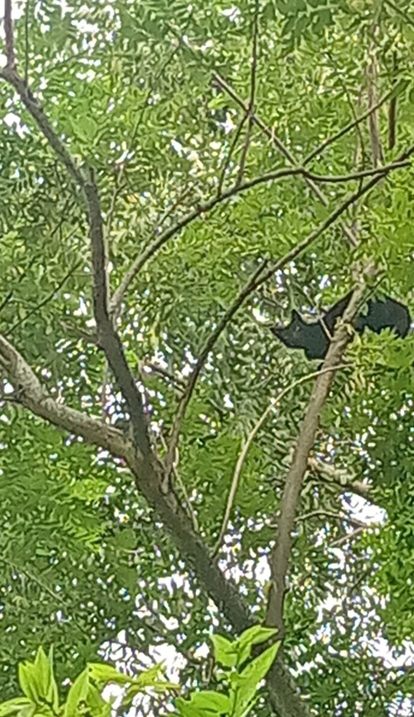 {"capture_mode":"AutoModule","faces":[]}