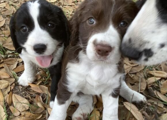 d14751812e6a4f61d808af3e7d0deed1