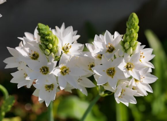 ornithogalum-thyrsoides