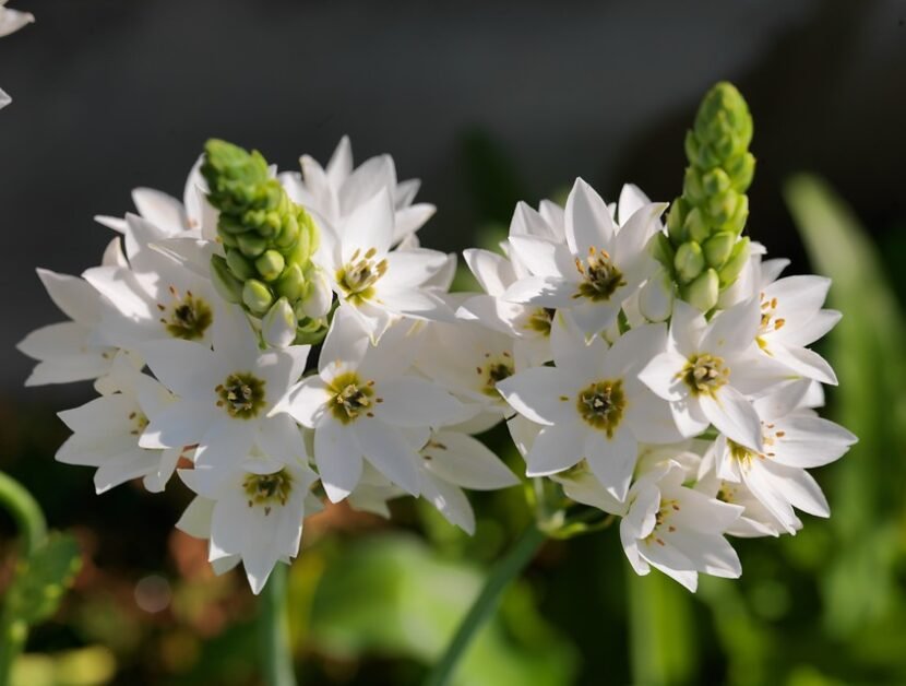 De flores y estrellas ornithogalum-thyrsoides