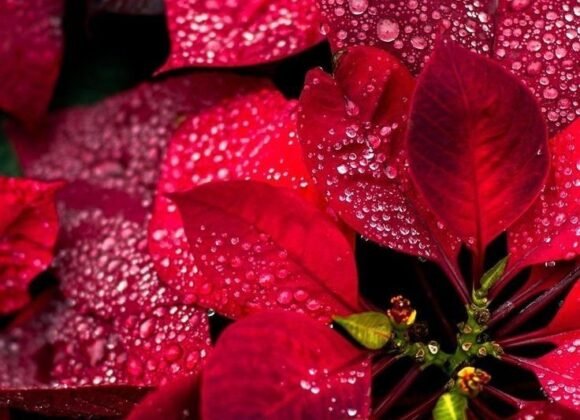 36df53fff5dc20c9b35c83500ebb30a0