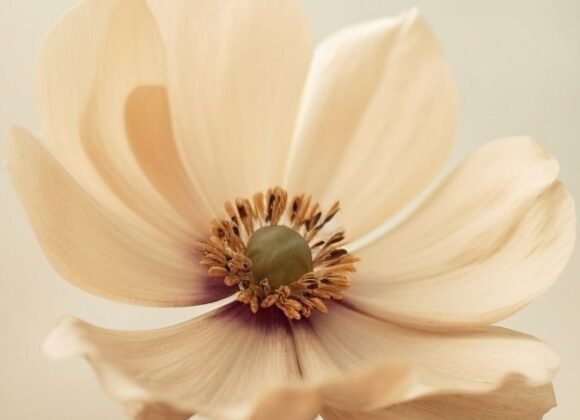 55bdc57f2b76686444ad1cbb523a31ad_edit_777307904877744