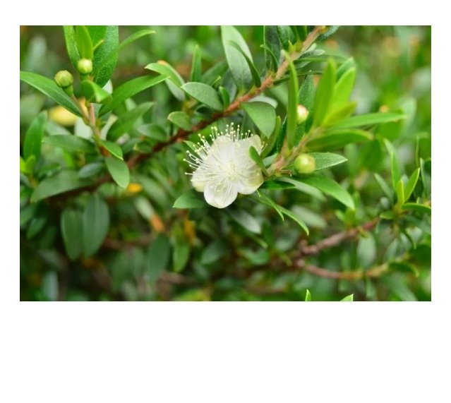 "La hoja de arrayán" Screenshot_20250916_115006